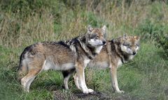 Wilki pod Warszawą? Leśnicy apelują do spacerowiczów