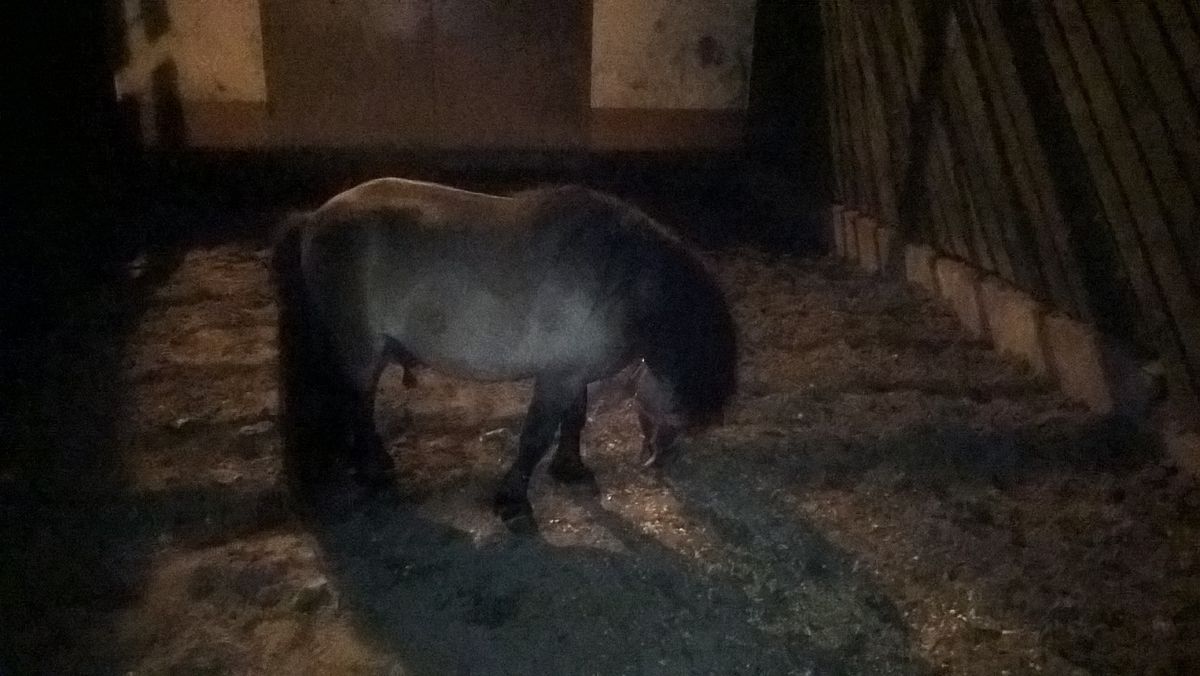 Niecodzienny widok na Trakcie Lubelskim. Kucyk spacerował ulicami Wawra