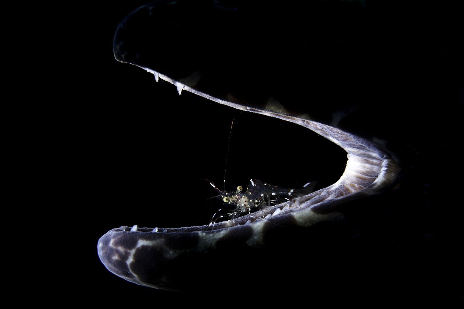 Takiego świata nie znacie. Oto najpiękniejsze zdjęcia podwodne w konkursie Underwater Photographer of the Year 2017 17