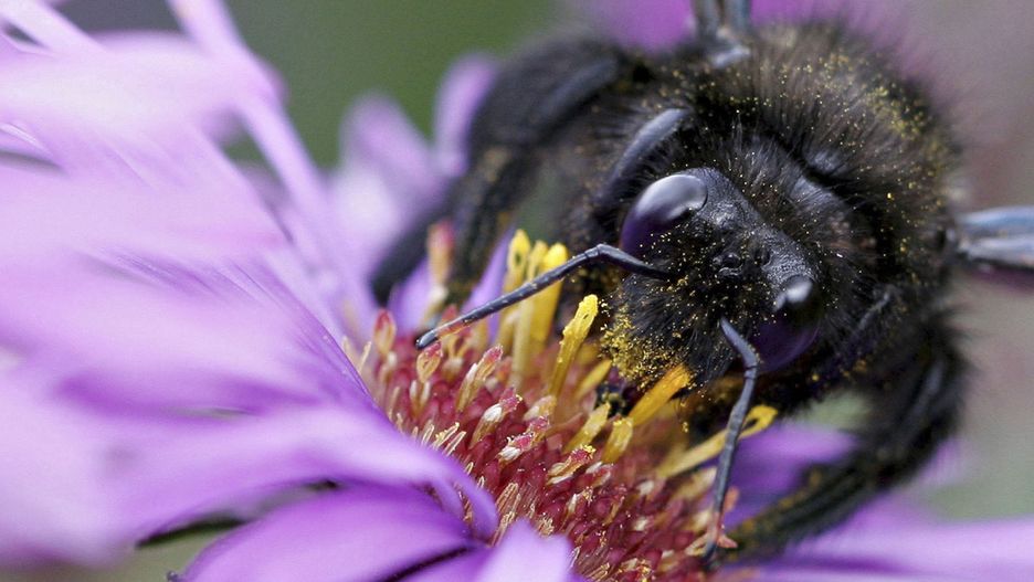 Purple Bee