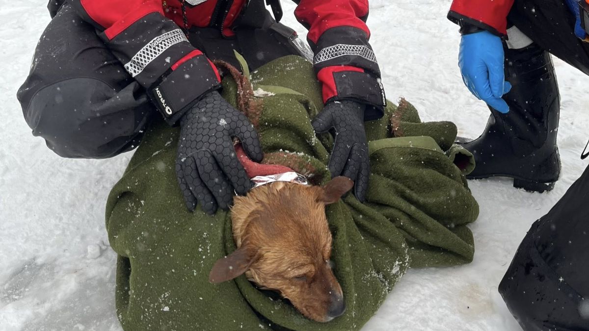 Strażacy pomogli tonącemu psu