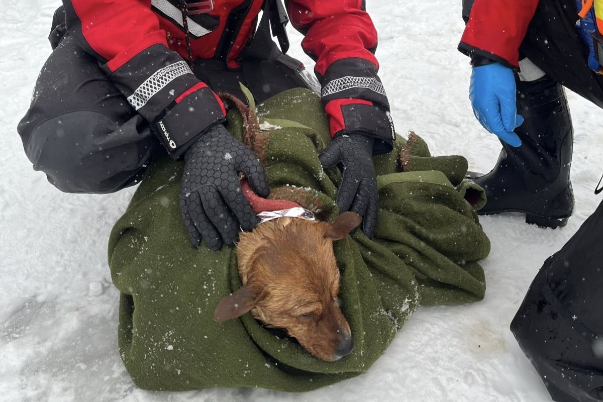 Pod psem załamał się lód. Akcja strażaków na Kanale Żerańskim