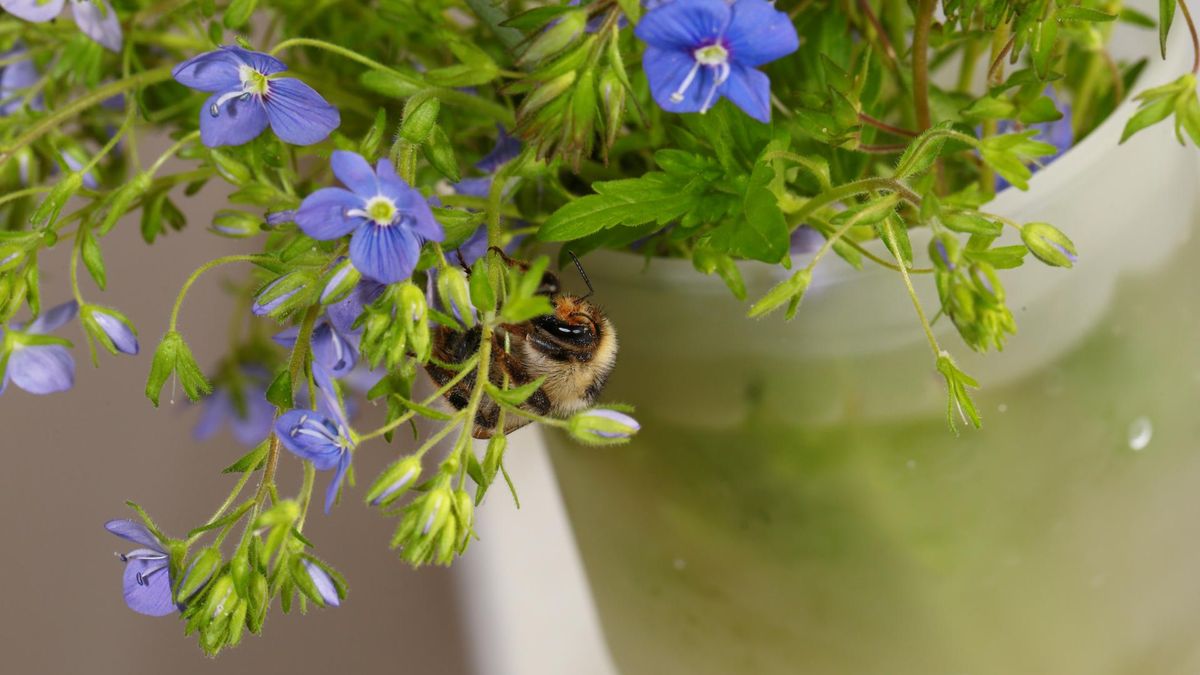 Przetacznik leśny ma wiele właściwości prozdrowotnych.
