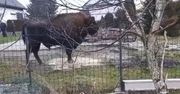 Wbiło ją w ziemię. Naprzeciwko niej stał ważący 700 kg żubr