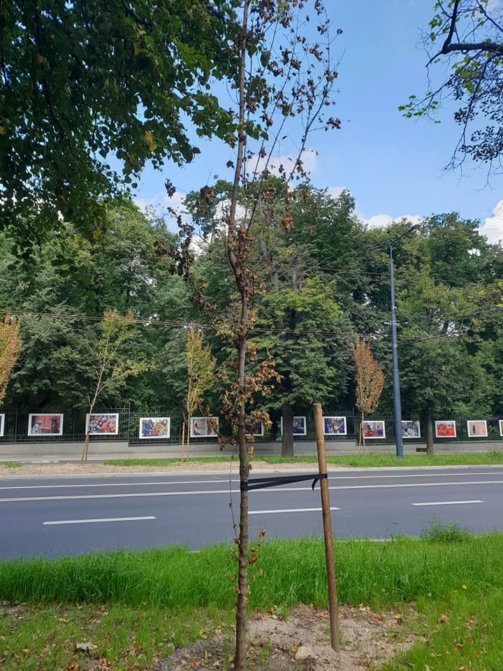 Uschnięte drzewa na Al. Racławickich w Lublinie