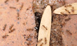 Szybciej się uczą, szybciej umrą. Kofeina działa na mrówki