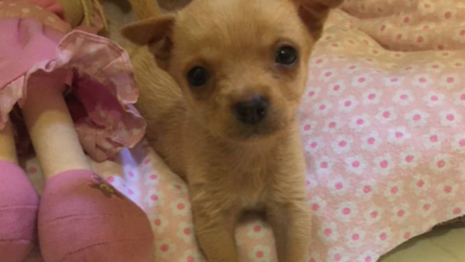 Tiktokerka pokazała, co wyrosło z tego psa