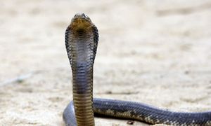 Tragiczna śmierć Niemca w egipskim kurorcie. Jeździ tam wielu Polaków