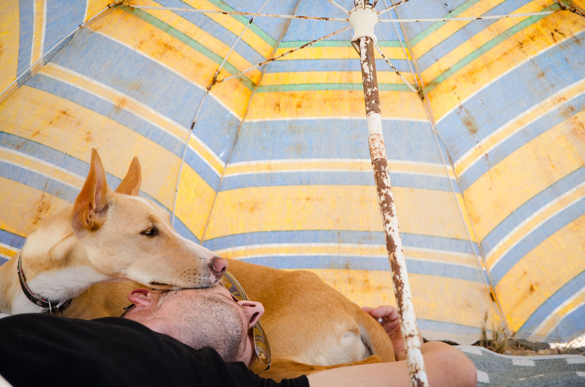 Najpiękniejsze zdjęcia psów w konkursie Dog Photographer of the Year 2018 7