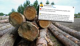 Nagły zwrot ws. przepisów o wycince drzew na prywatnej działce