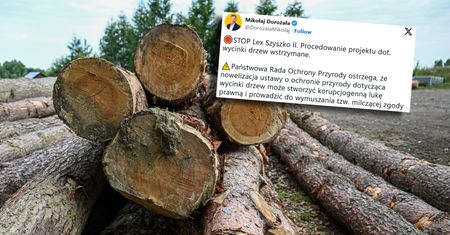 Nagły zwrot ws. przepisów o wycince drzew na prywatnej działce