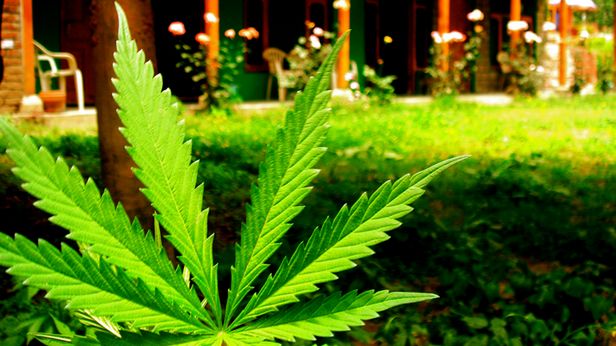 Bez używek nie ma innowacyjnych pomysłów? Dolina Krzemowa uwielbia trawkę 1