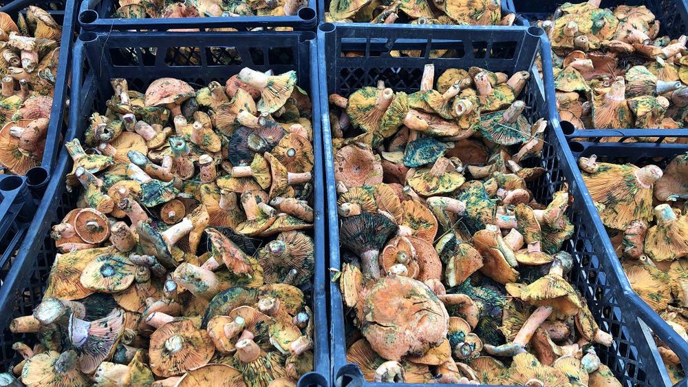 Grzybiarze już robią zapasy. Niektórzy jednak popełniają kardynalny błąd