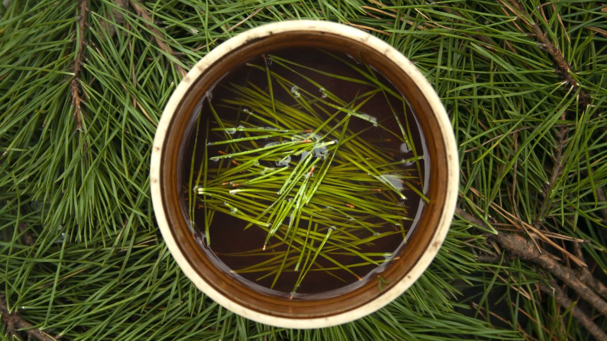 Igły sosny są bogatym źródłem witaminy C