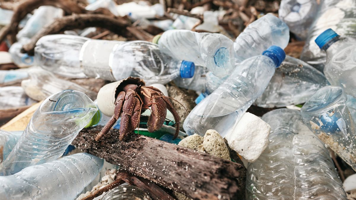 Problem plastiku w oceanach staje się coraz bardziej palący