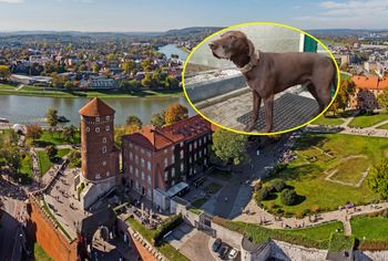 Uciekł z hotelu dla psów. "Na własną łapę wracał do domu"