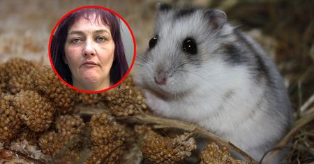 Mr. Nibbles zjedzony. Matka zabiła chomika córki