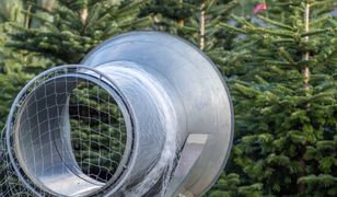 Oto ceny choinek na tegoroczne Boże Narodzenie. Sprawdzili ceny prawdziwych i sztucznych