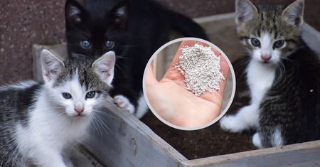 Zapach kociego moczu zniknie. Ten tani środek czyni cuda