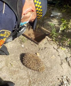 Warszawa. "Nocny spacerowicz" potrzebował pomocy. Jeż wpadł do studzienki