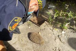 Warszawa. "Nocny spacerowicz" potrzebował pomocy. Jeż wpadł do studzienki