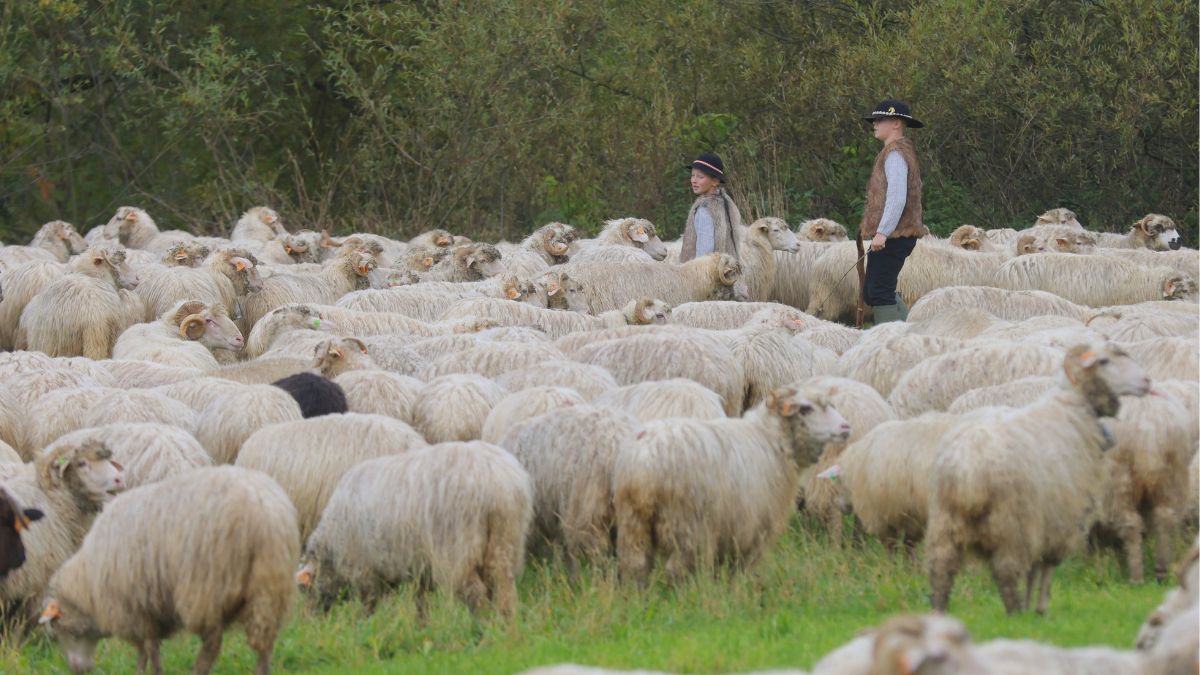Górale załamują ręce przed majówką. Chodzi o redyki.