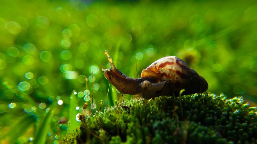 Abdul Mutuma zajmuje się fotografią makro od 2011 roku kiedy na YouTube obejrzał filmik na temat techniki odwróconego obiektywu. Fotograf był zadziwiony możliwościami takiego rozwiązania. Jednak przez dwa lata nie zajmował się fotografią bo skradziono mu aparat.