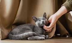 68 proc. Polaków ma wrażenie, że ich kot ich ignoruje. To efekt błędnej interpretacji kociej mowy ciała