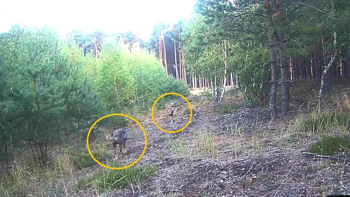 Leśnicy byli zaskoczeni 