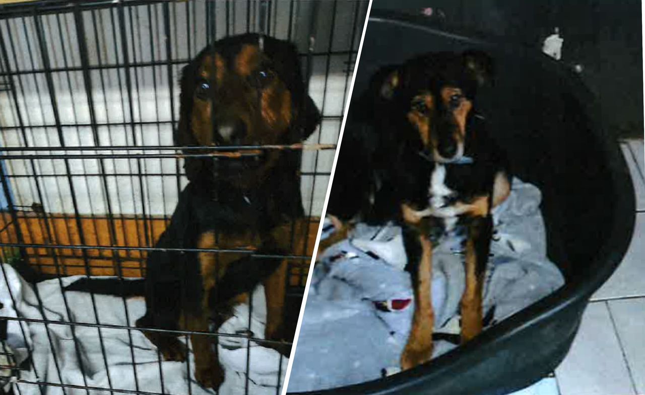 Horror trwa. Oto nowe miejsce dla uratowanych psów z Sobolewa: krew, zwłoki, ciasne klatki