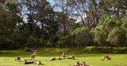 Australia. Nastolatkowie zabili 14 kangurów