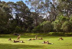 Australia. Nastolatkowie zabili 14 kangurów