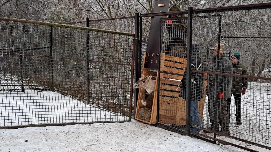 Pracownicy zoo w Płocku wprowadzili zwierzę na wybieg 