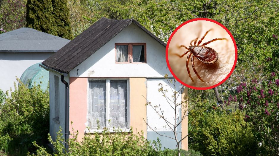 Jakie rośliny przyciągają, a jakie odstraszają kleszcze?