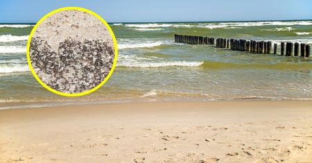 "Plaga" na plaży w Ustce. Od razu chwycili za telefon