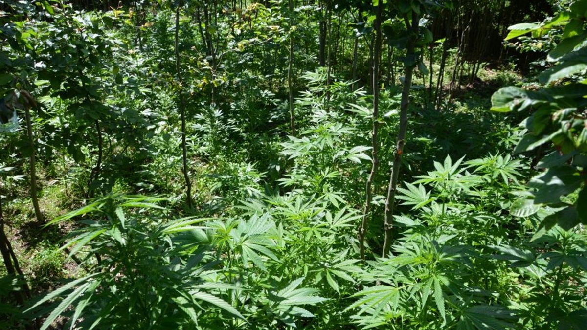 Policjanci z Rabki-Zdroju znaleźli nielegalną plantację konopi indyjskich