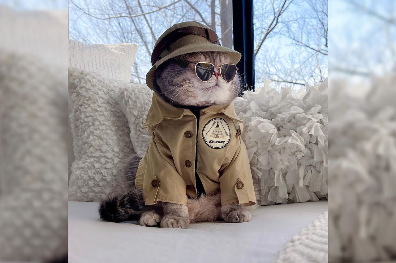 Z bezdomnego zmienił się w gwiazdę Instagrama. Ten kot to fenomen internetu
