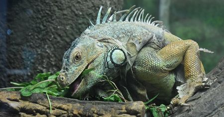 Waran z Komodo - charakterystyka, występowanie, długość życia