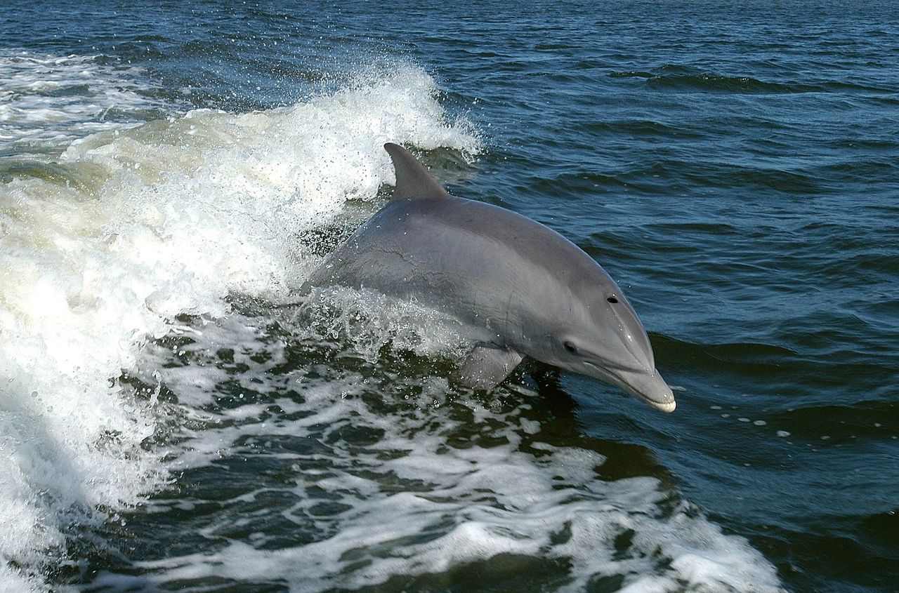 Łowcy, odkrywcy i nawigatorzy. Czego delfiny szukają w Morzu Bałtyckim?