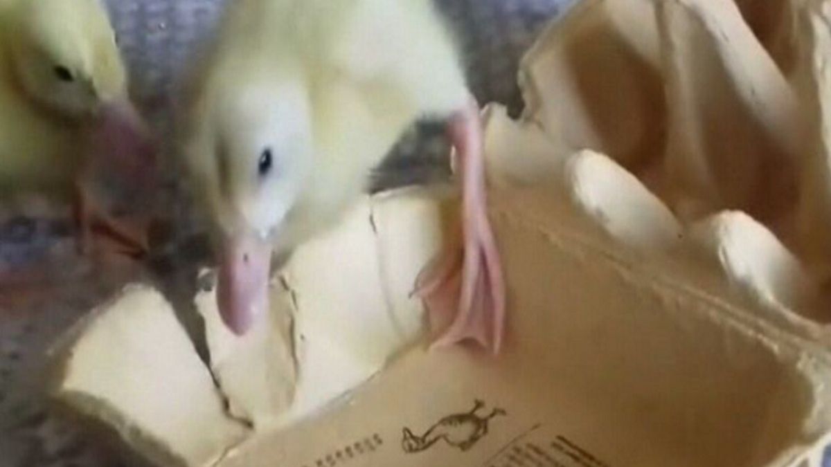 29-latka zakupiła kacze jajka w popularnym supermarkecie