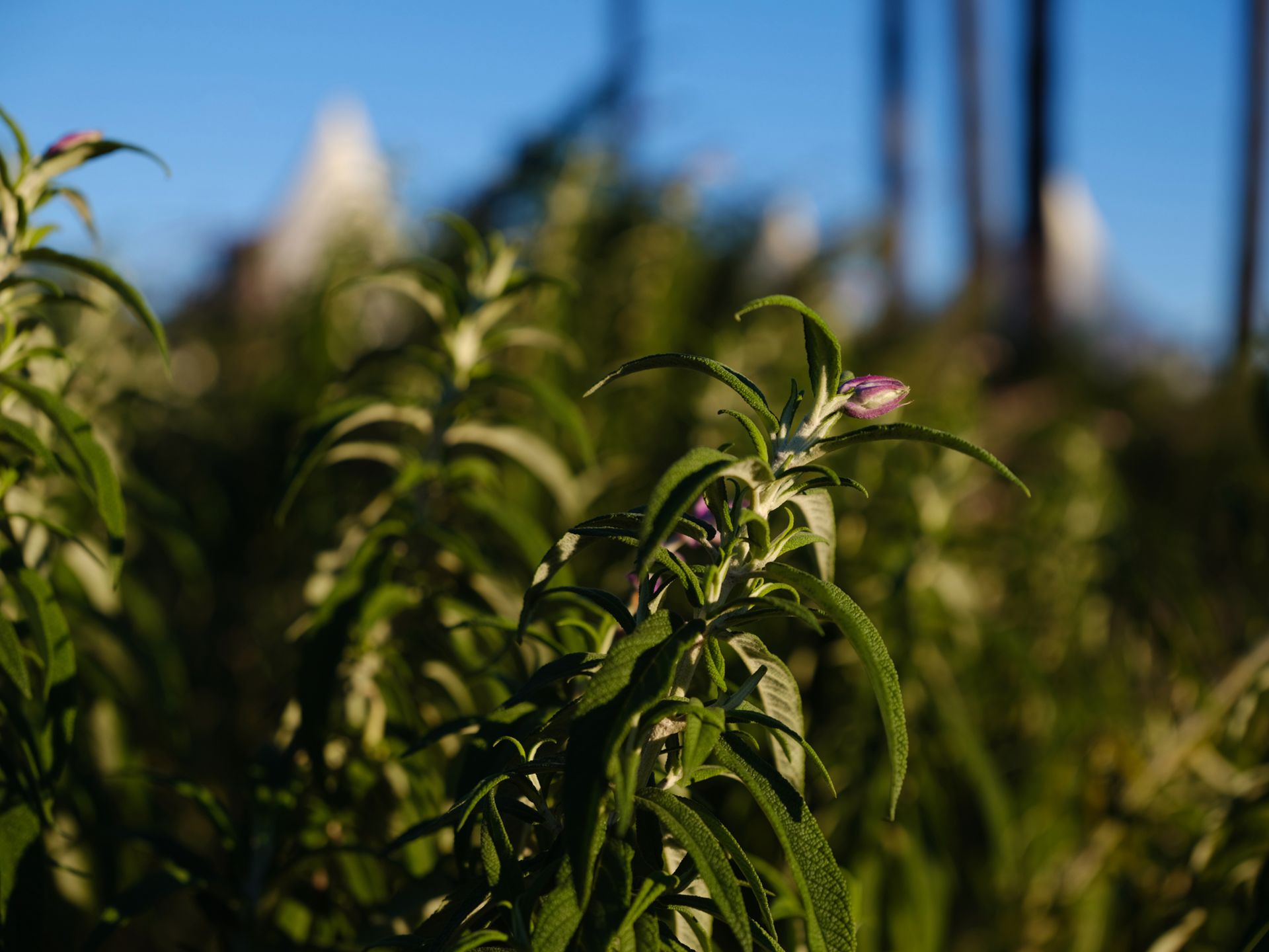 Fujifilm GFX 50S - pierwsze zdjęcia i wrażenia 77