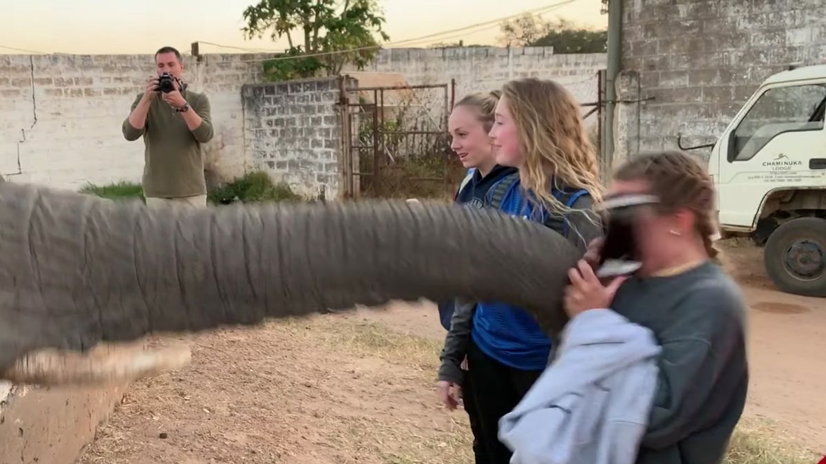 Chciała zrobić zdjęcie słoniowi, ten uderzył ją w twarz 1