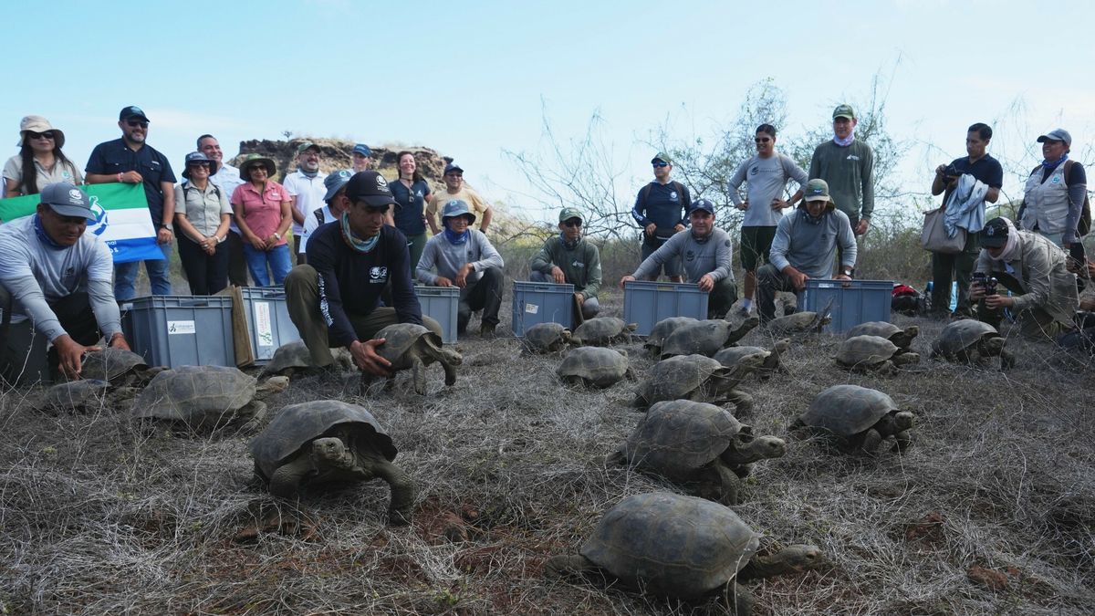 Na Galapagos trwa reprodukcja żółwi olbrzymiuch