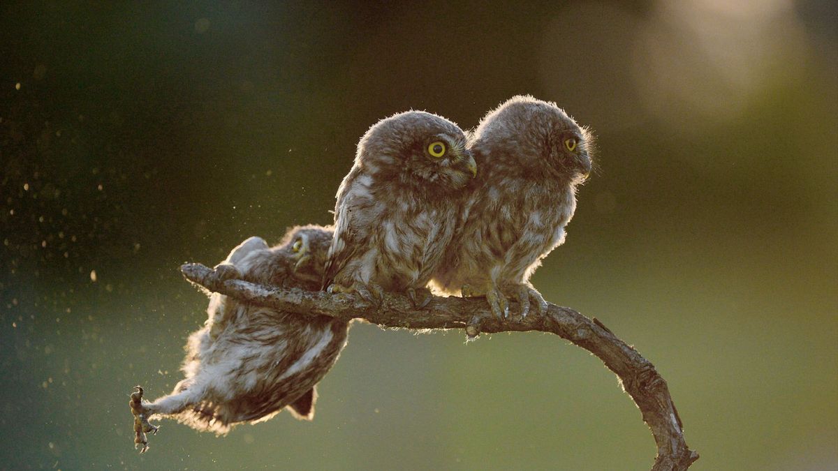 Znamy zwycięzców The Comedy Wildlife Photography Awards 2017. To najśmieszniejsze zdjęcia, jakie dzisiaj zobaczycie 1