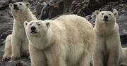 Przyszłość niedźwiedzi polarnych w Arktyce