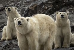 Przyszłość niedźwiedzi polarnych w Arktyce