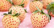 Pineberry, czyli połączenie truskawki i ananasa!