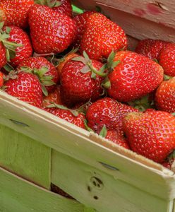 Drastyczna zmiana ceny truskawek z dnia na dzień. Co się dzieje?