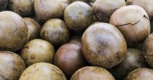 Owoc chińskich mnichów. Naturalny słodzik na długowieczność