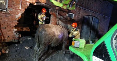 700-kilogramowy byk wpadł do szamba. Strażacy mieli problem